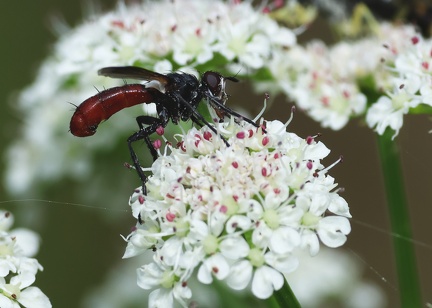 Cylindromyia bicolor