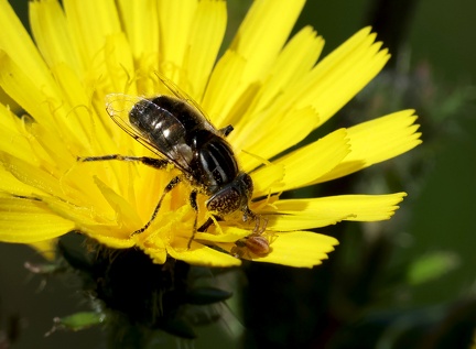 Eristalinus aeneus-2