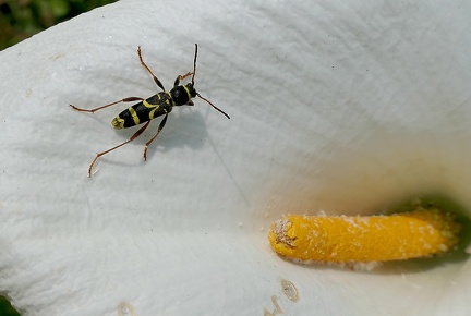 Clytus arietis