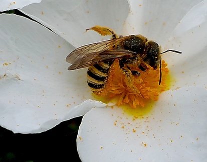 halictus subauratus