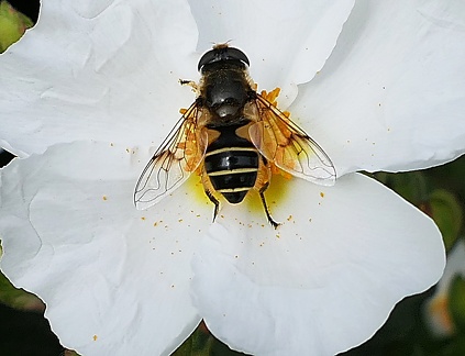 Eristalis arbustorum