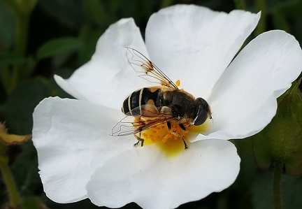 Eristalis arbustorum