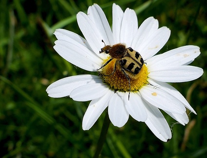 Trichius fasciatus