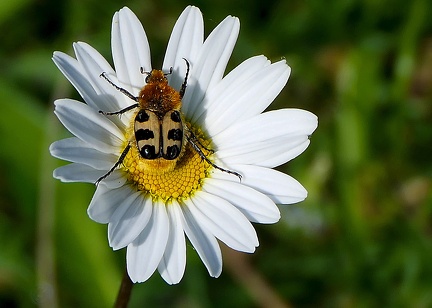 Trichius fasciatus