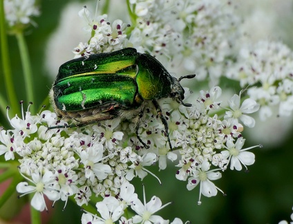 Cetonia aurata