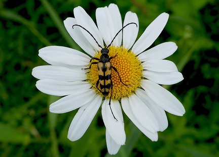  Leptura quadrifasciata