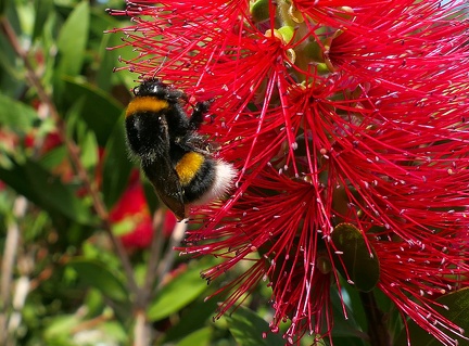 Bombus terrestris