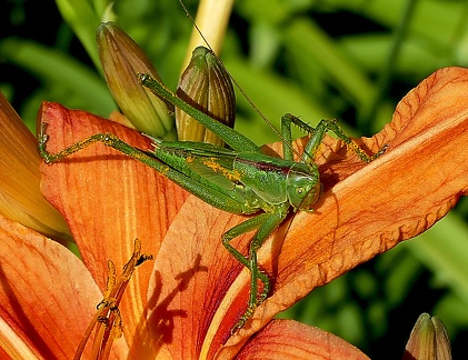 Conocephalus dorsalis