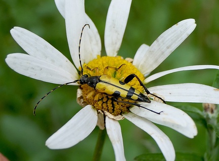 Leptura quadrifasciata