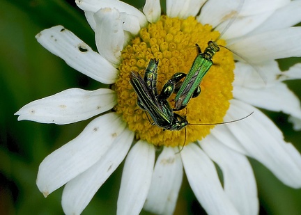 Oedemera nobilis