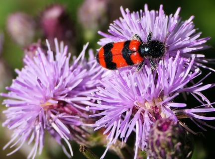 Trichodes apiarius