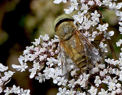 Atylotus fulvus