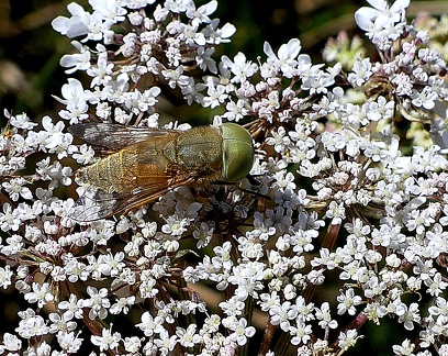 Atylotus fulvus