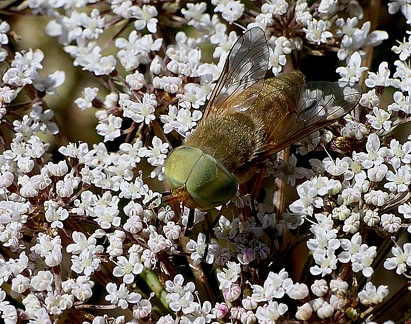 Atylotus fulvus