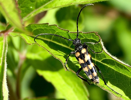 Leptura quadrifasciata