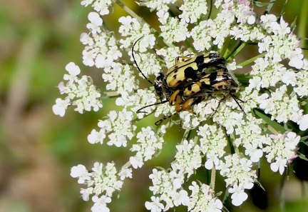 Rutpela maculata-1