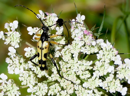 Rutpela maculata-2