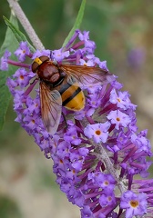 Volucella zonaria