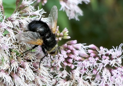 Tachina grossa