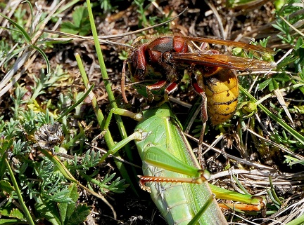 Vespa crabro 