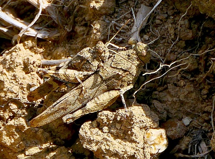 Tetrix subulata