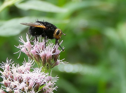 Tachina grossa