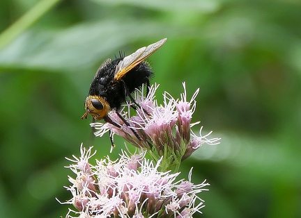 Tachina grossa