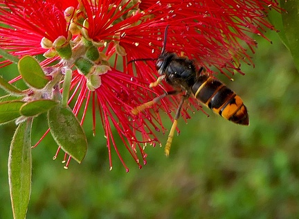 Vespa velutina