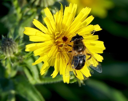 Eristalis tenax