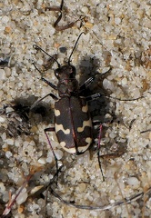 Cicindela hybrida-1