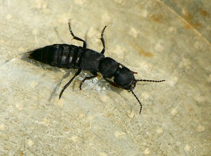 Ocypus olens