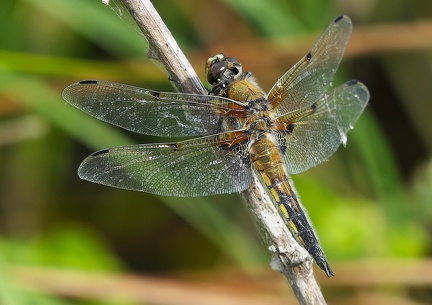 Libellula quadrimaculata