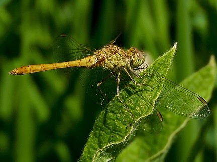 Sympetrum striolatum-2