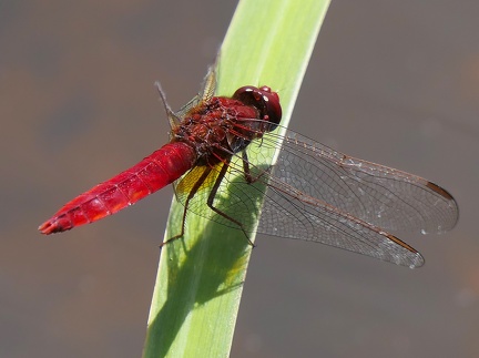 Crocothemis erythraea