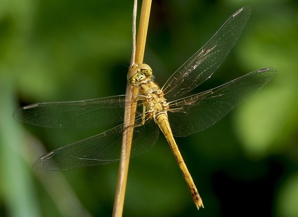 Sympetrum striolatum-1