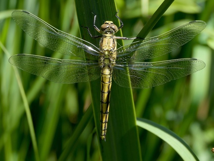 Orthetrum cancellatum-3