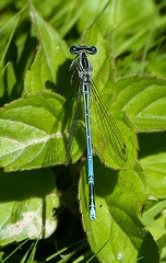 Platycnemis pennipes-2