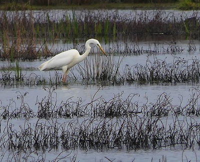 Ardea alba