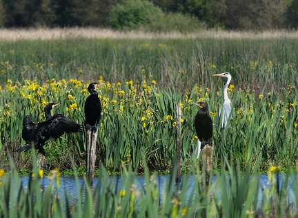 Phalacrocorax carbo-4