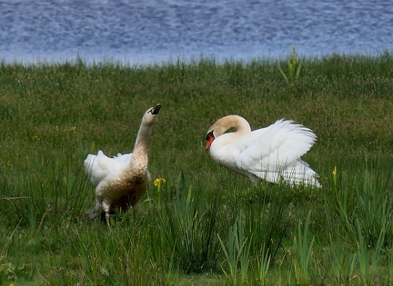 Cygnus olor-5