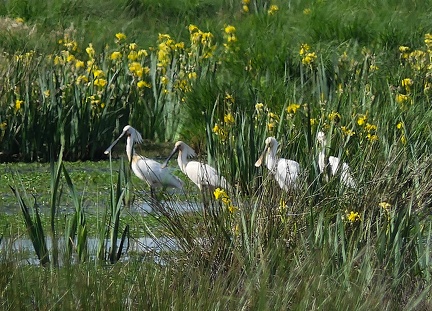 Platalea leucorodia-11