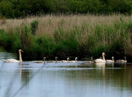 Cygnus olor-1