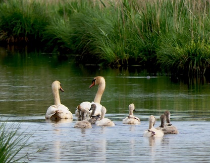 Cygnus olor