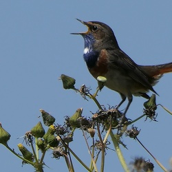 Faune