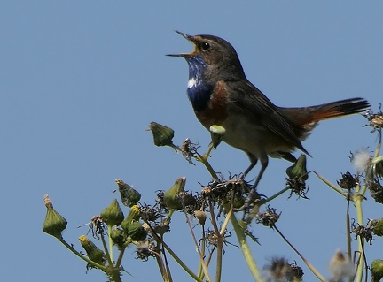 Luscinia svecica