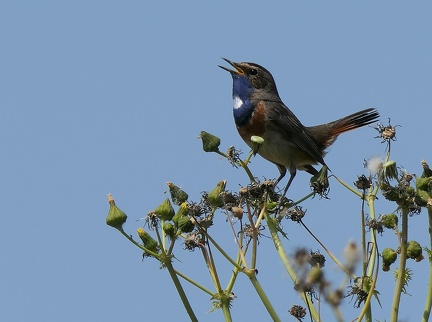 Luscinia svecica-1