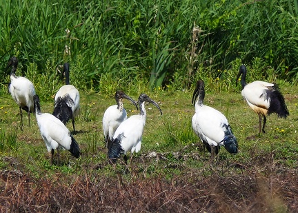 Threskiornis aethiopicus