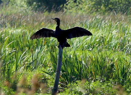 Phalacrocorax carbo-2