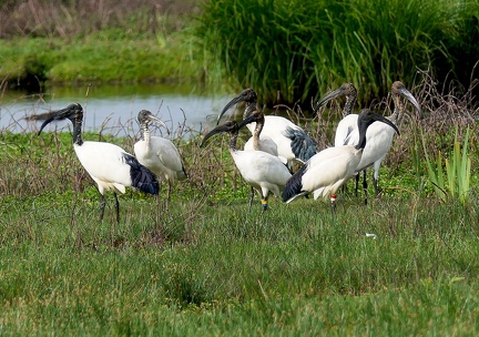 Threskiornis aethiopicus-3