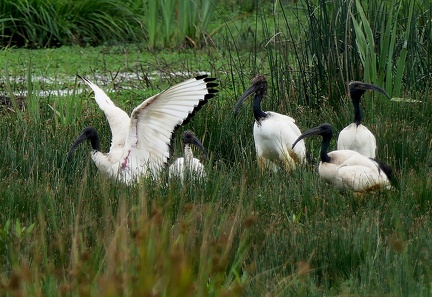 Threskiornis aethiopicus-4